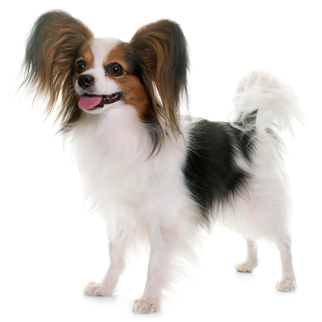 Papillon cu urechi in forma de fluture