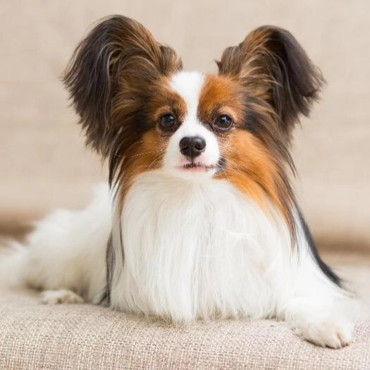 Papillon – rasa de caine de talie mica.