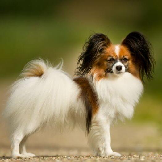Papillon cu blana lunga si urechi mari.