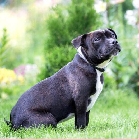Exemplar de Staffordshire Bull Terrier gri-albastru, cu blană scurtă și lucioasă, recunoscut pentru loialitatea și inteligenț