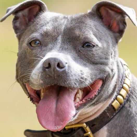 Staffordshire Bull Terrier cu blană în nuanțe de brindle (tigrat), în timpul unei plimbări – activ, alert și mereu gata de jo