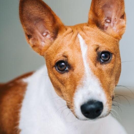 Trasaturile faciale si blana scurta a unui caine Basenji, o rasa de caini usor de ingrijit.