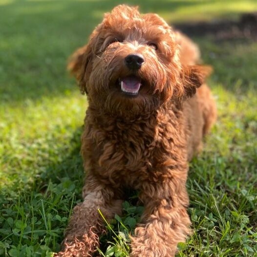 Goldendoodle cu blană de tip caniche