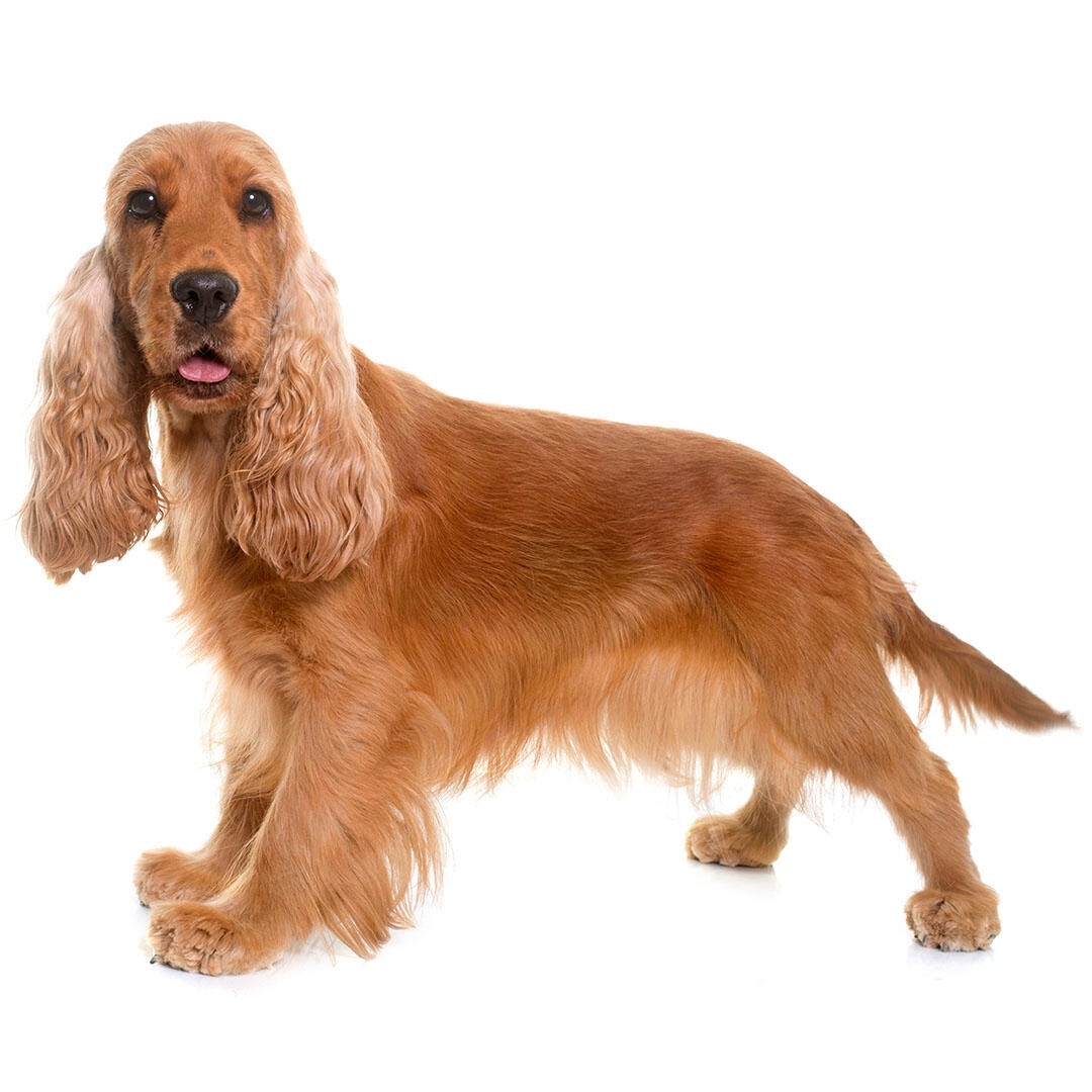 Cocker Spaniel Englez – caine ideal pentru familii.