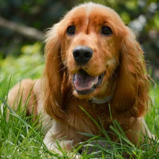 Pui de Cocker Spaniel Englez stand pe iarba.