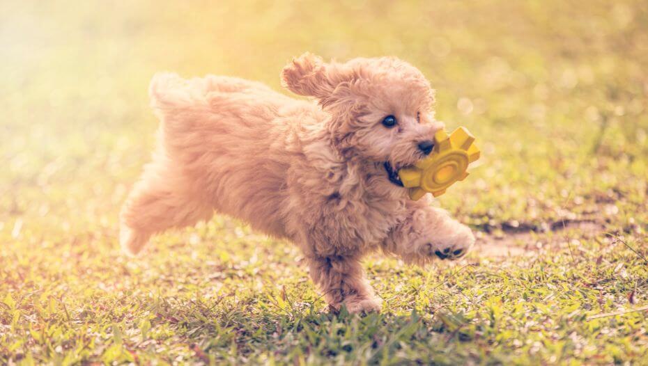 Caniche Pitic 