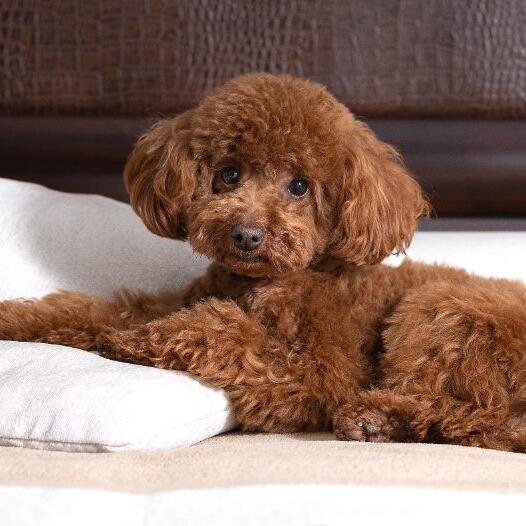 Caniche Pitic 