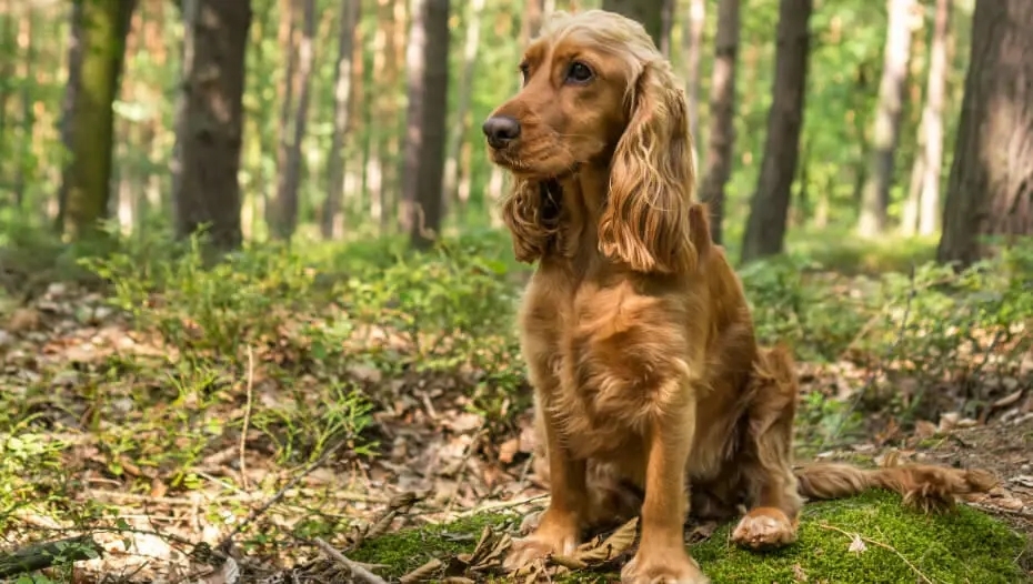 Cocker Spaniel Englez roan portocaliu.