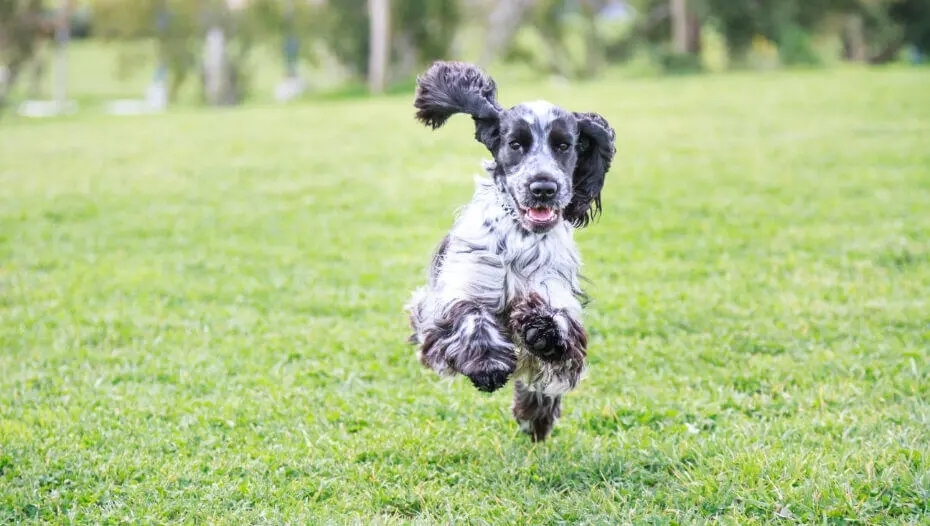 Cocker Spaniel Englez negru cu gri.