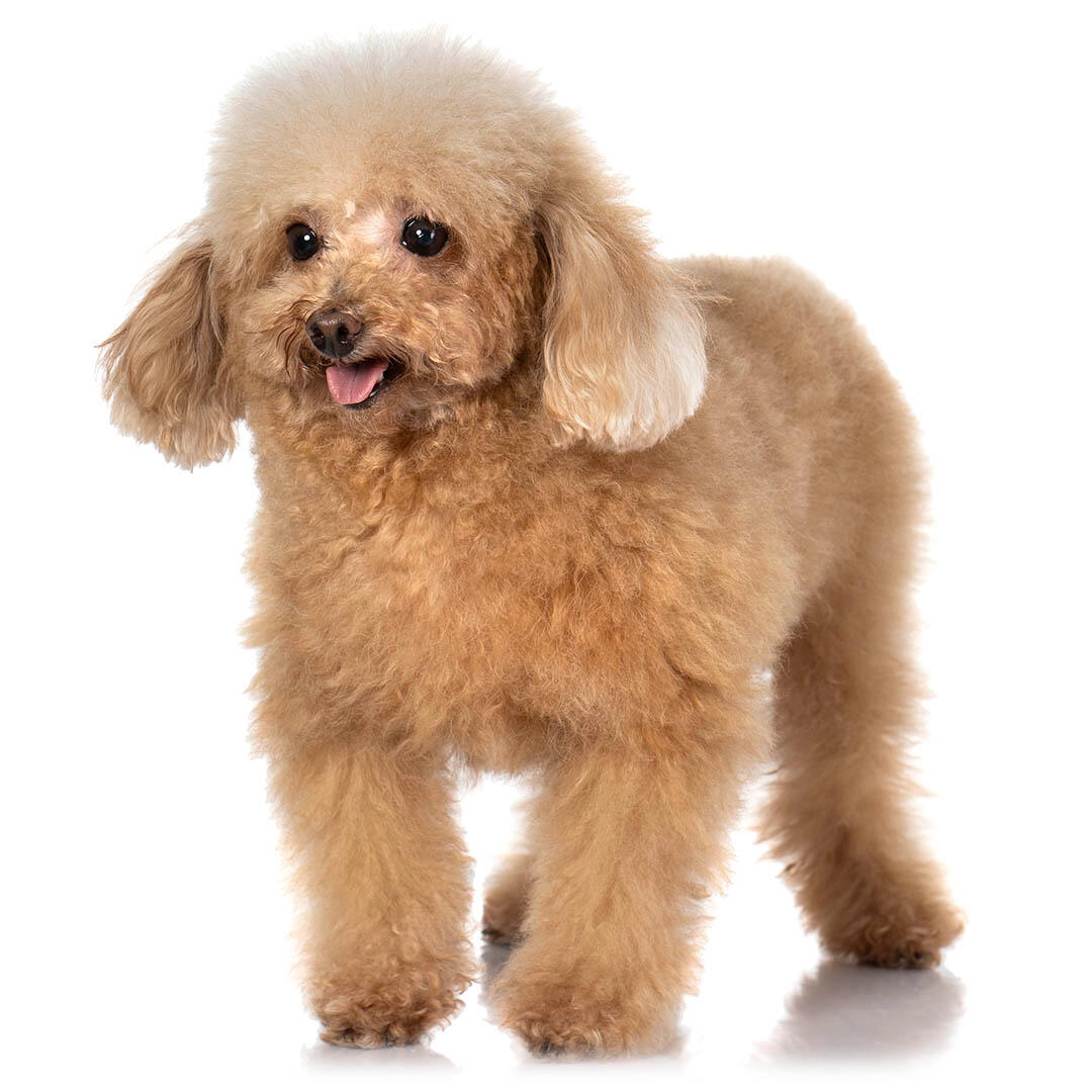 Caniche Pitic 