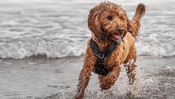 Temperamentul jucaus al cainilor din rasa Cockapoo.  
