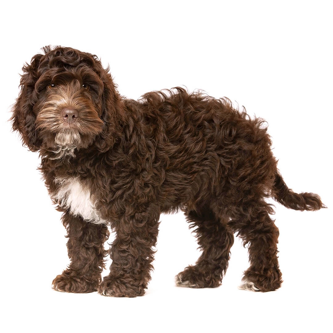 Rasa Cockapoo - caini ideali pentru familii | Purina RO