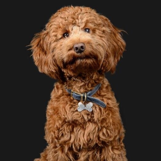 Caine Cockapoo de culoare crem.  