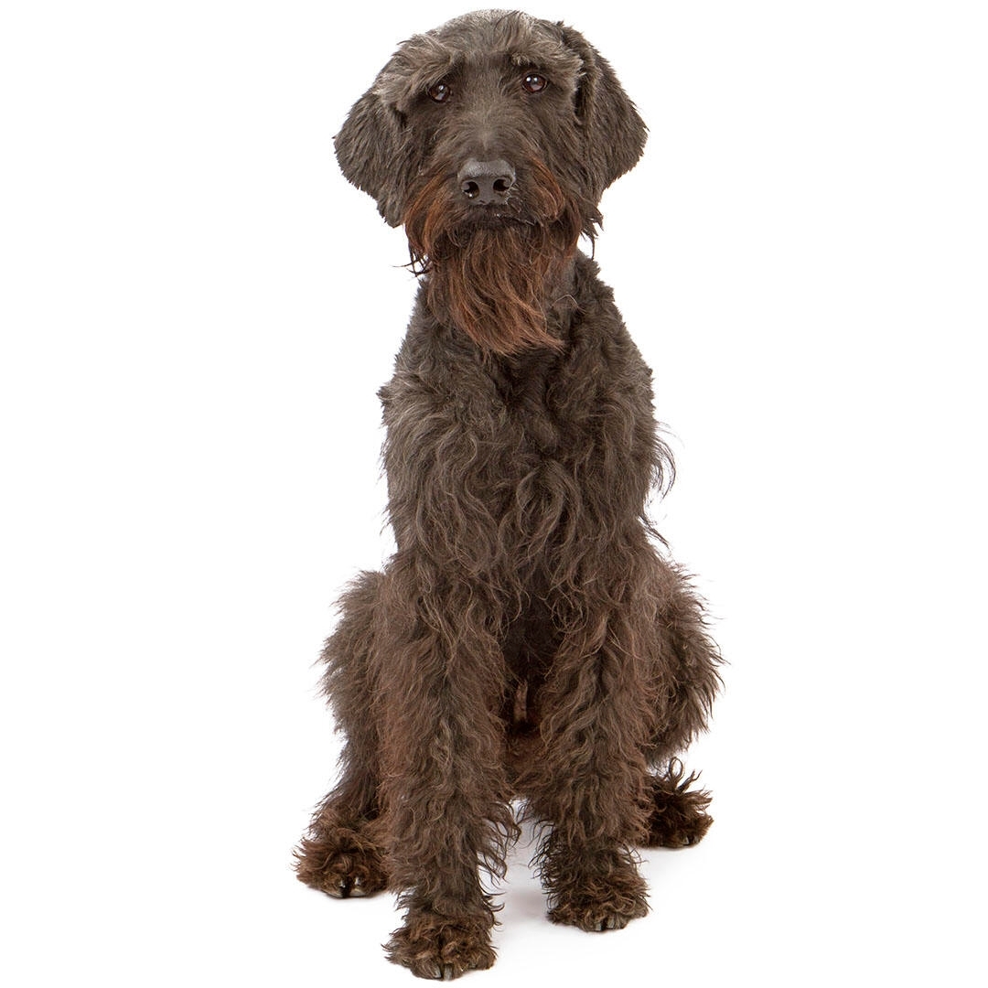 Caine Schnauzer Urias cu blana maro.