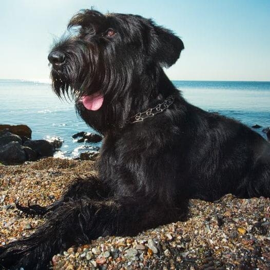 Temperament Schnauzer Urias.  