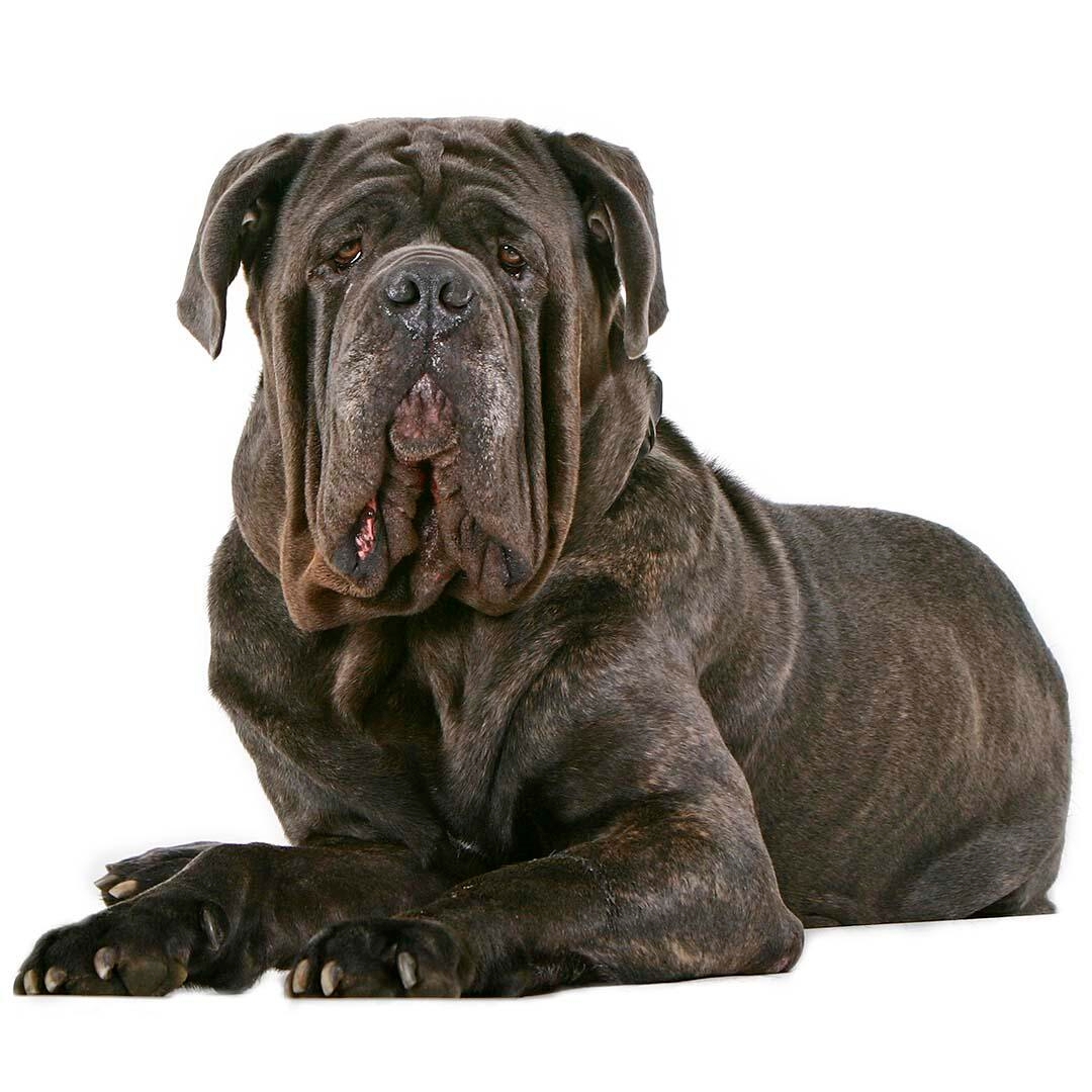 Caine Mastiff Napoletan gri, cu riduri, intins pe jos.