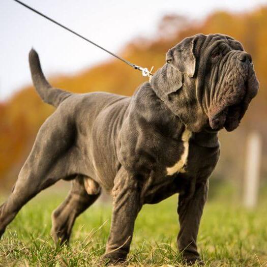 Caine Mastiff Napoletan gri, cu lesa, stand in iarba, in natura.
