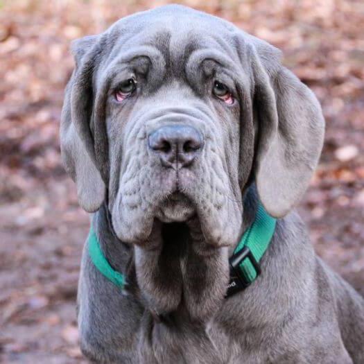Caine Mastiff Napoletan gri, privire blanda, in plan apropiat.