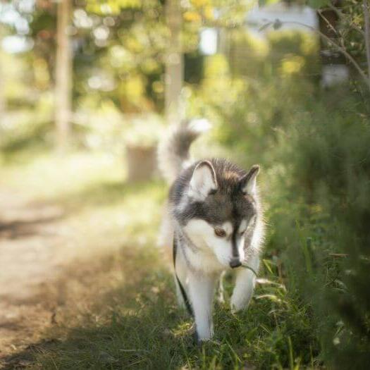 Abilitati de vanatoare ale rasei Pomsky.