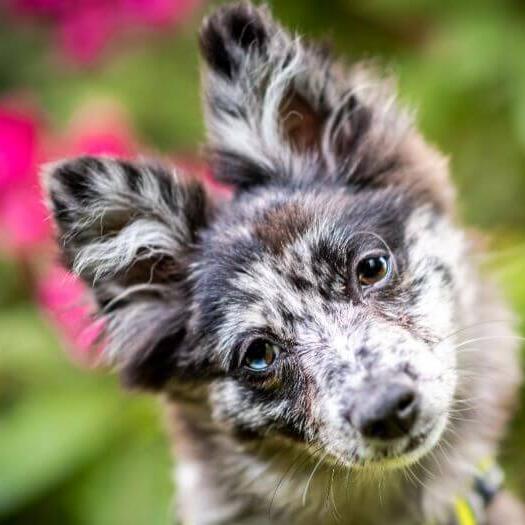 Pomsky - incrucisare intre rasele Pomeranian si Husky Siberian.