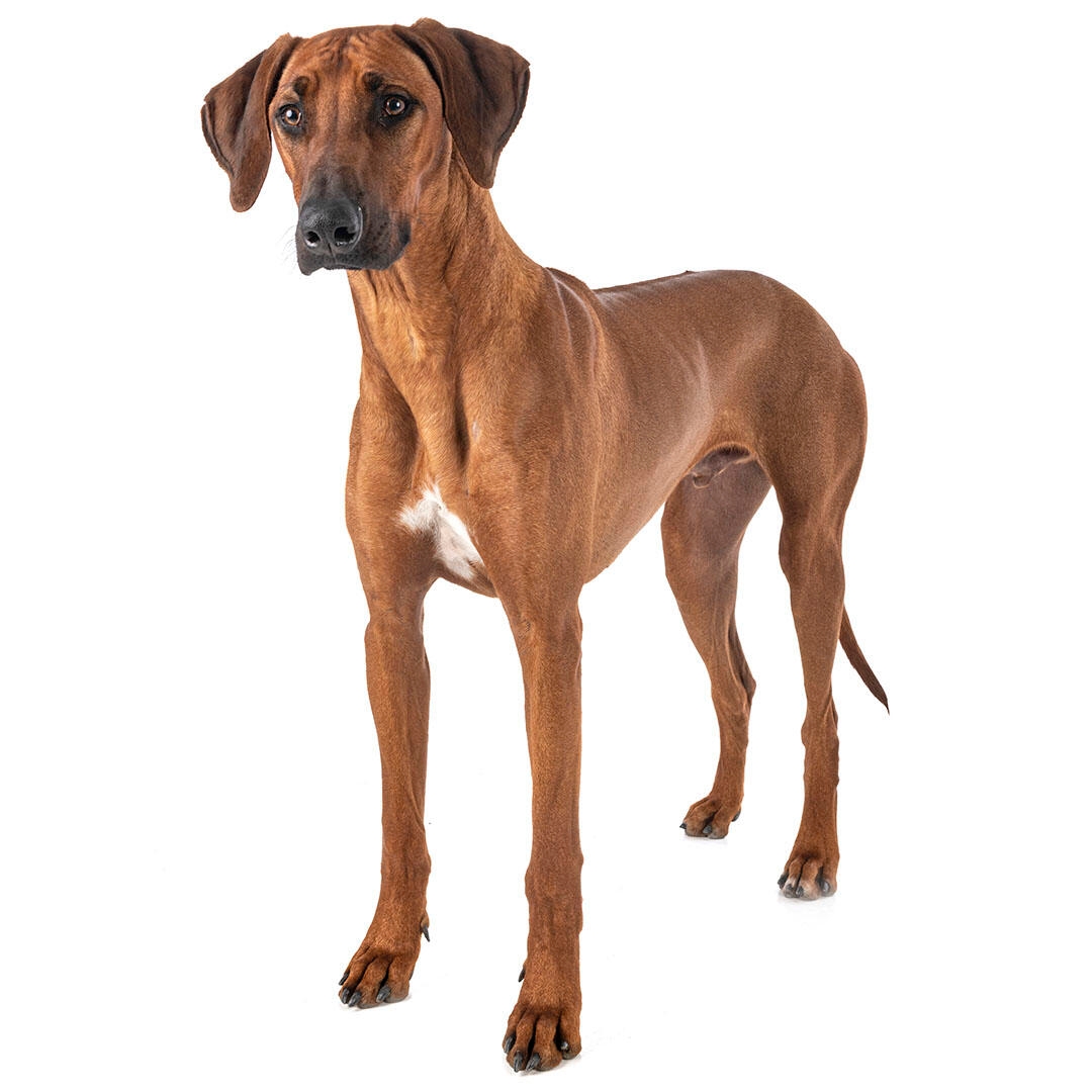 Rhodesian Ridgeback – exemplar cafeniu.