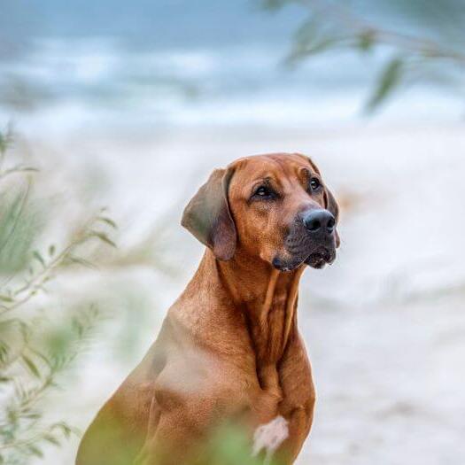 Rhodesian Ridgeback – caine de talie mare.