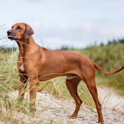 Rhodesian Ridgeback – caine de vanatoare.