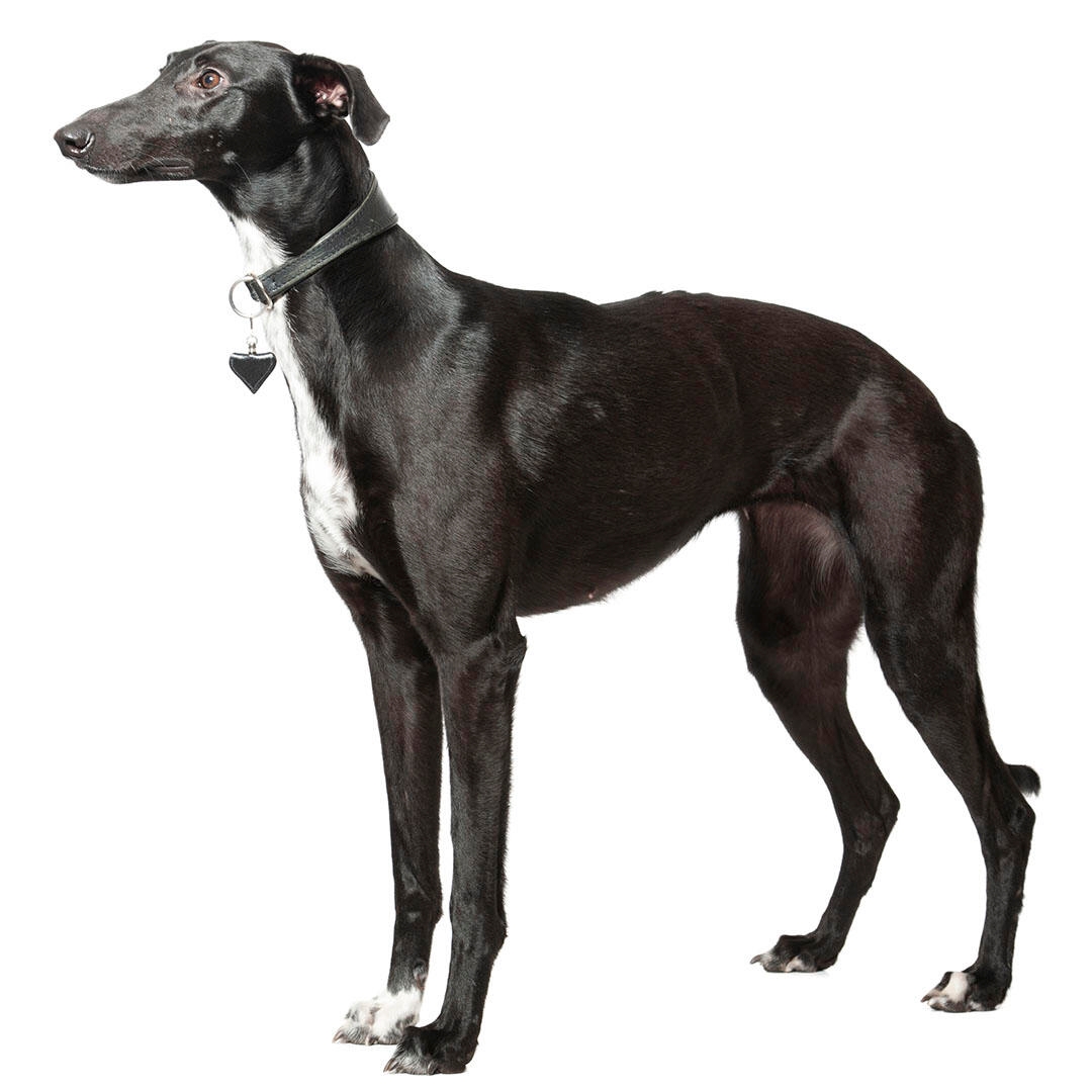 Caine Whippet negru cu alb, stand elegant.