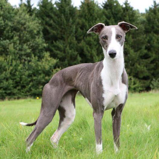 Caine Whippet gri cu alb, stand in iarba in fata unei paduri.