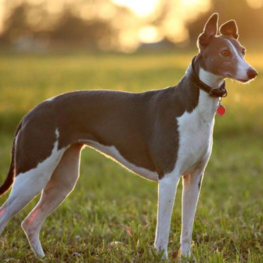 Caine Whippet maro cu alb, stand in iarba, la apus.