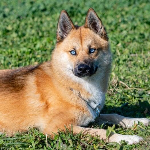 Pomsky cu trasaturi predominante de Pomeranian.