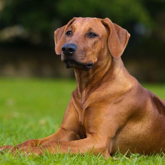 Rhodesian Ridgeback – termperament si dresaj.
