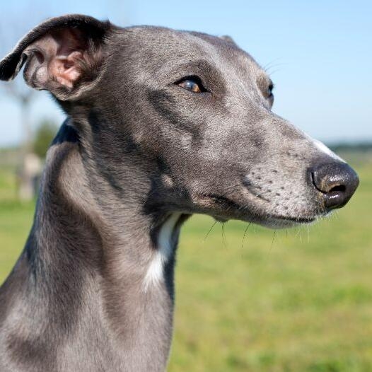 Caine din rasa Whippet.