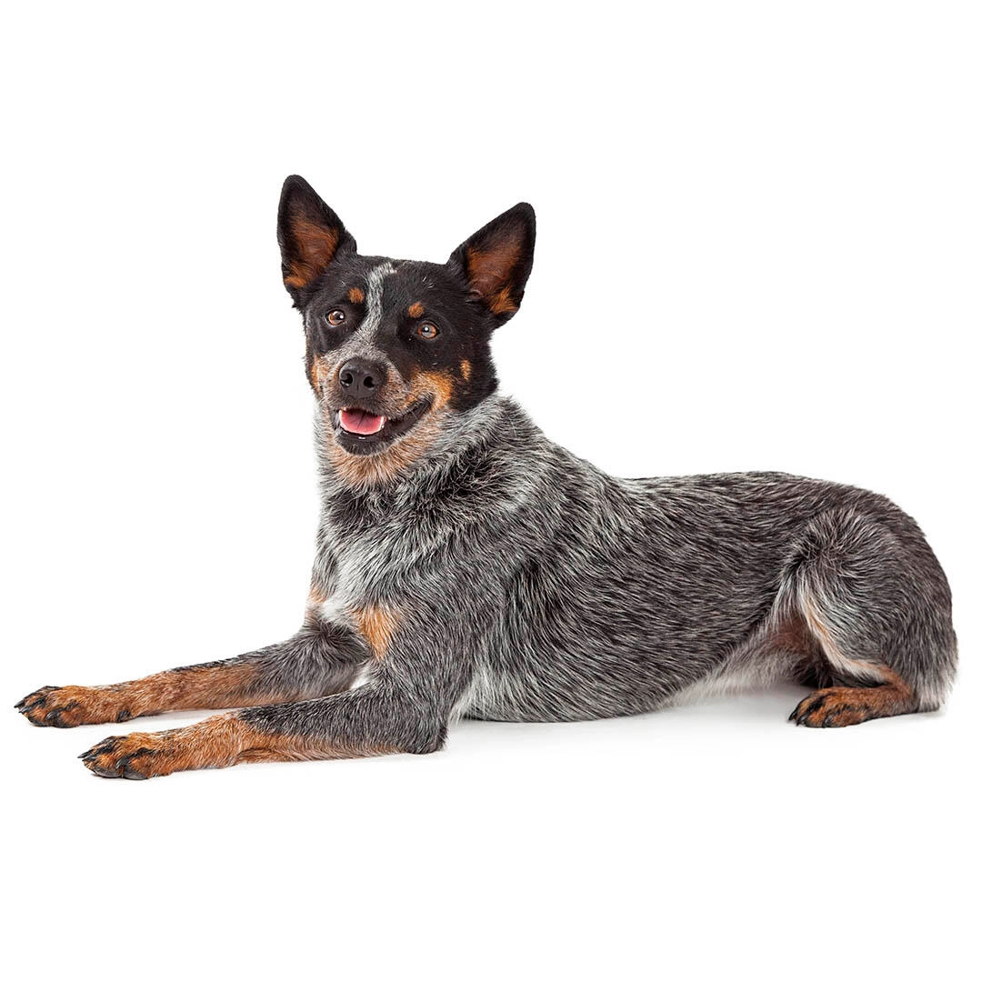 Australian Cattle Dog, caine de talie medie.