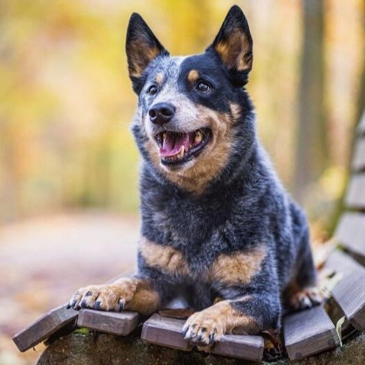 Australian Cattle Dog.