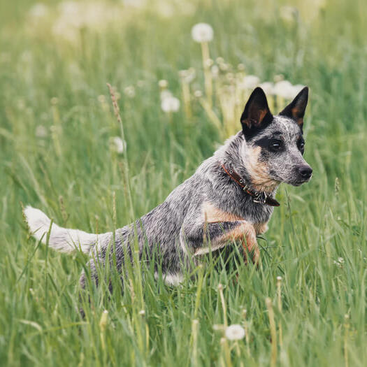 Australian Cattle Dog, caine de turma.