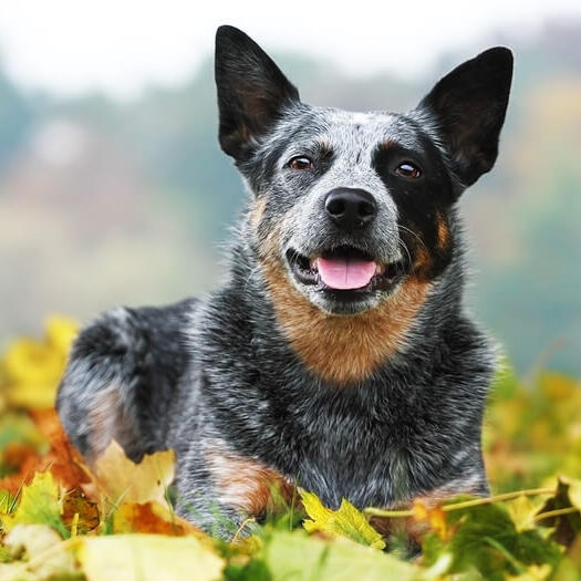 Australian Cattle Dog cu blana marmorata.