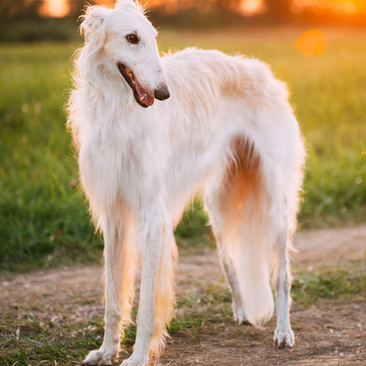Caine Borzoi cu blana ingrijita corect.