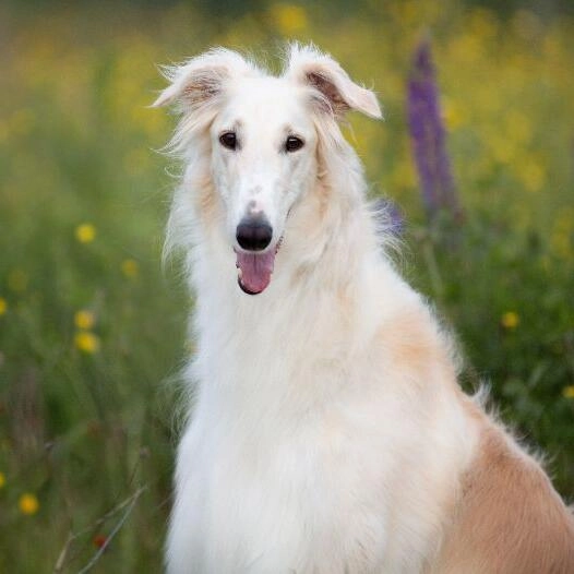 Variatie de culori permisa pentru rasa Borzoi.