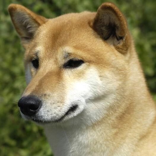 Caine din rasa Canann.