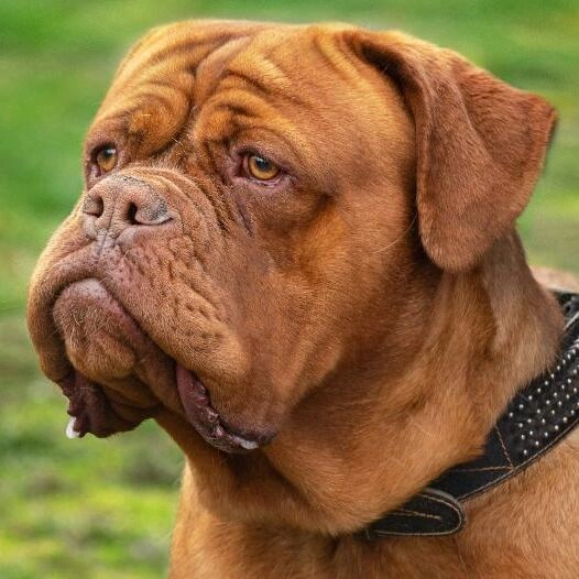 Dog de Bordeaux, caine de paza.