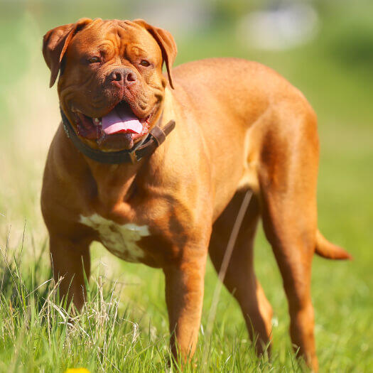Dog de Bordeaux cu bot turtit.