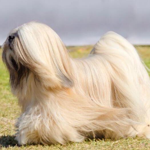 Lhasa Apso cu blana lunga, de culoare auriu-deschis.