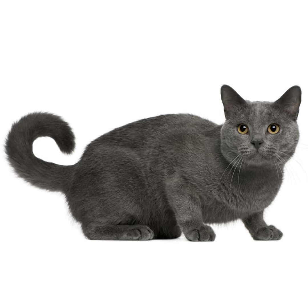 Pisica Chartreux gri vazuta din lateral, stand pe o suprafata alba