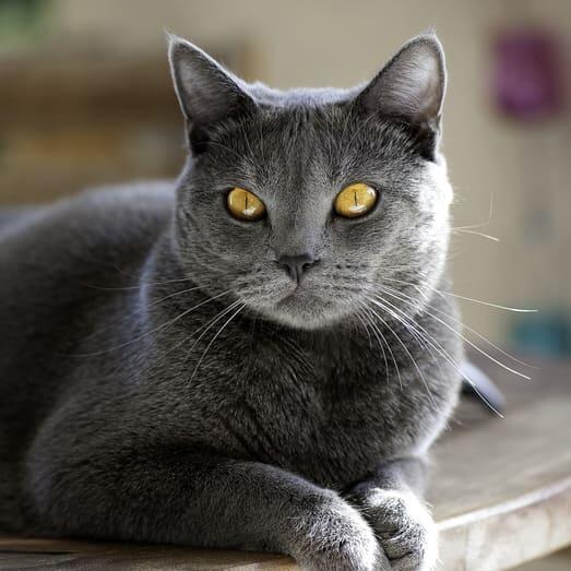 Pisica Chartreux cu ochi galbeni, in exterior.
