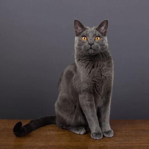 Pisica Chartreux cu blana gri si postura alerta