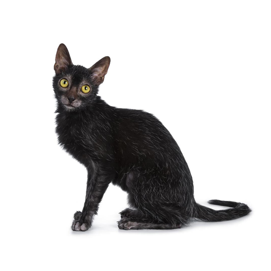 Pisica Lykoi neagra, cu blana rara si urechi mari.
