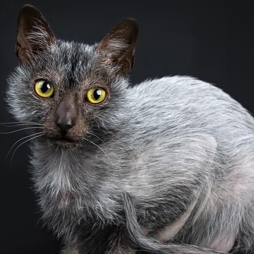 Pisica Lykoi gri cu model roan.