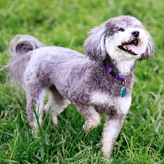 Caine Schnoodle alb cu pete gri, in iarba, in aer liber.