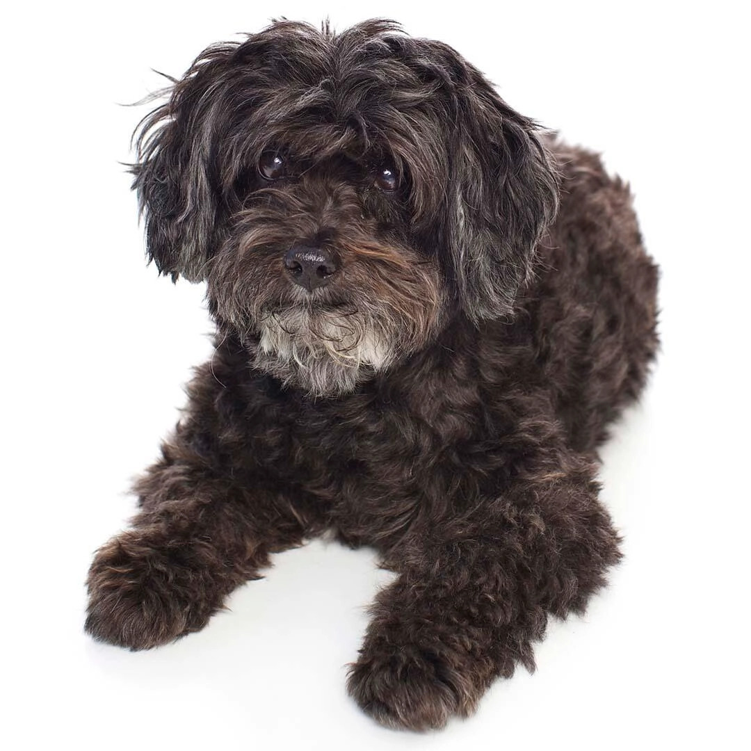 Caine Schnoodle negru cu blana creata.